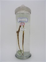 藏品(鋸吻海龍)的圖片